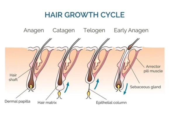 Does Minoxidil Work For Hair Loss | AjantaStore Expert Blog